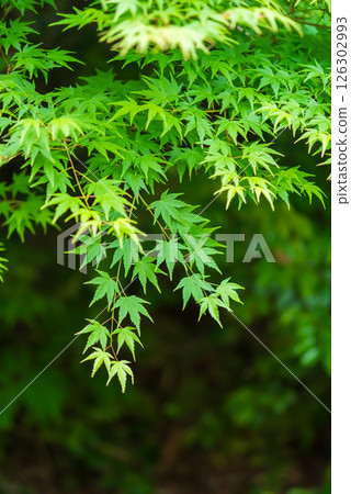 Image of fresh greenery: Green maples [Momiji Valley, Yokkaichi City, Mie Prefecture] 126302993
