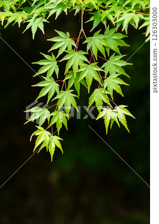 Image of fresh greenery: Green maples [Momiji Valley, Yokkaichi City, Mie Prefecture] 126303000