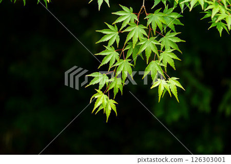 Image of fresh greenery: Green maples [Momiji Valley, Yokkaichi City, Mie Prefecture] 126303001
