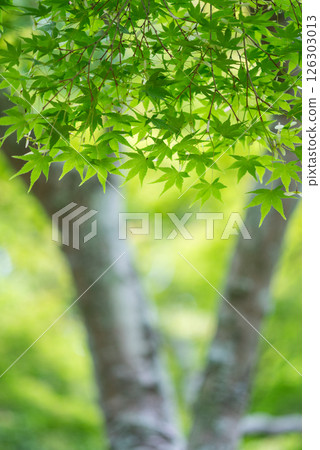 Image of fresh greenery: Green maples [Momiji Valley, Yokkaichi City, Mie Prefecture] 126303013