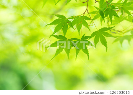 Image of fresh greenery: Green maples [Momiji Valley, Yokkaichi City, Mie Prefecture] 126303015