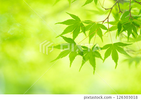 Image of fresh greenery: Green maples [Momiji Valley, Yokkaichi City, Mie Prefecture] 126303018