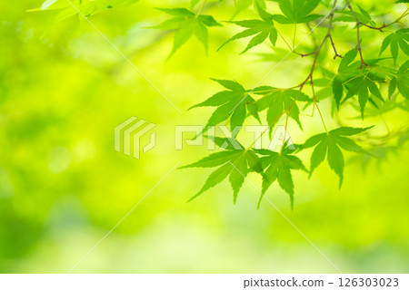 Image of fresh greenery: Green maples [Momiji Valley, Yokkaichi City, Mie Prefecture] 126303023