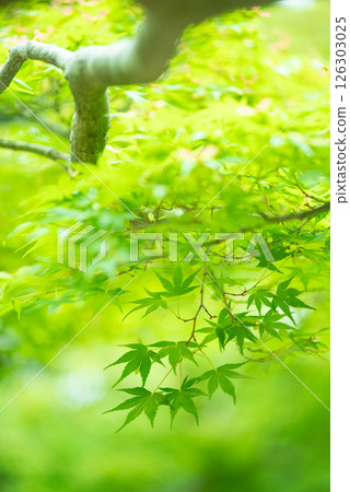 Image of fresh greenery: Green maples [Momiji Valley, Yokkaichi City, Mie Prefecture] 126303025