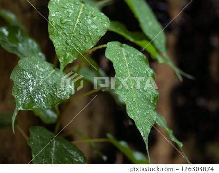 fresh green plants in the rain. Natural green background with leaf and drops of water. fresh green plants in the rain. Natural green background with leaf and drops of water. 126303074