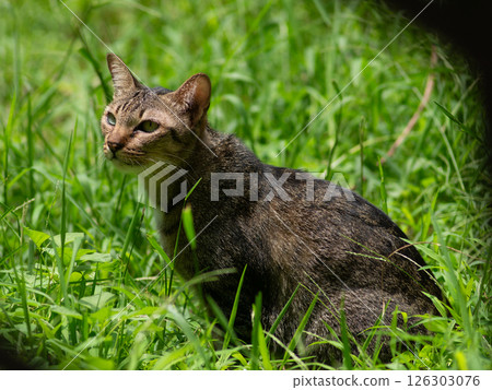 Close-up portrait of a cute cat with green grass nature background. 126303076