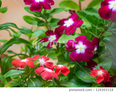 bloom, blossom, flower 126303118