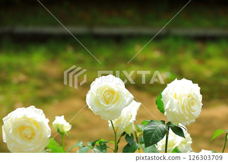 Cute roses 126303709