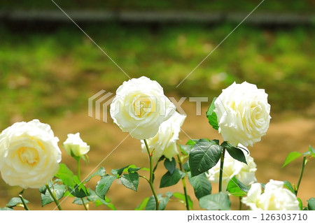 Cute roses 126303710