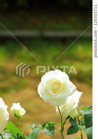 Cute roses 126303711