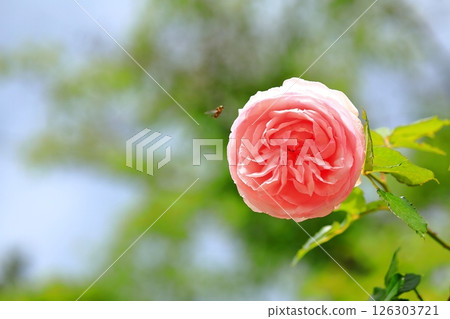 可愛的玫瑰 126303721
