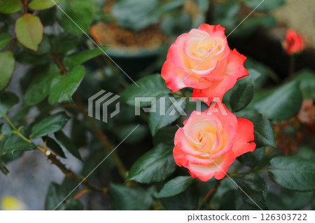 可愛的玫瑰 126303722