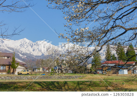Kobushi of the 49th temple and the Hakuba Sanzan mountains [Hakuba Village, Kitaazumi District] 126303828