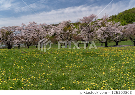 Cherry blossom trees along Lake Toya Cherry blossom trees along Lake Toya 126303868