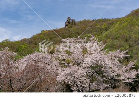 洞爺湖畔的櫻花樹 洞爺湖畔的櫻花樹 126303875