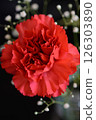 Red carnations and gypsophila 126303890