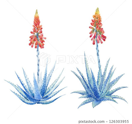 Aloe Vera Plant with Bloom Watercolor hand drawn illustration 126303955