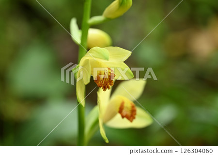 Phaius flavus (rock orchid) flower 126304060