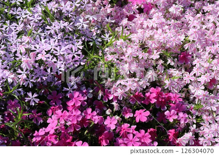 Pink and lilac Moss Phlox flowers blooming in a spring garden Pink and lilac Moss Phlox flowers blooming in a spring garden 126304070