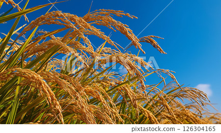 A lush rural landscape with golden ripe rice and blue skies 126304165