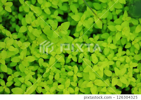 Pink knotweed leaf Pink knotweed leaf 126304325
