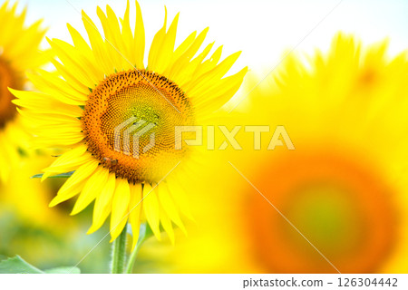 Sunflower in full bloom, summer image 126304442