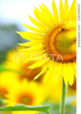 Sunflower in full bloom, summer image Sunflower in full bloom, summer image 126304443
