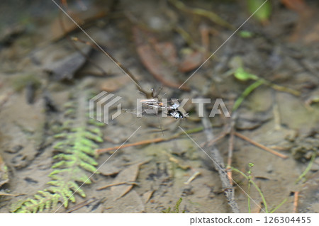 雄性和雌性水黽 雄性和雌性水黽 126304455