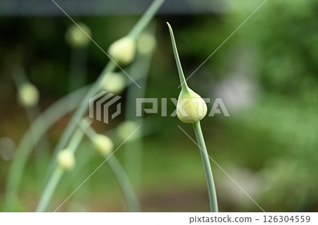 大蒜花蕾 大蒜花蕾 126304559