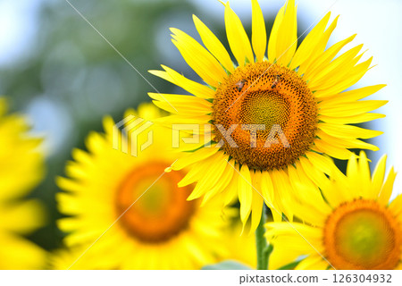 Sunflower in full bloom, summer image 126304932