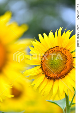 Sunflower in full bloom, summer image 126304934
