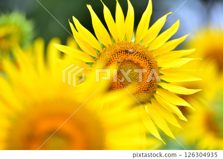 Sunflower in full bloom, summer image 126304935