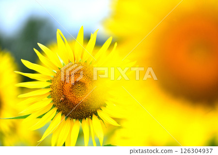 盛開的向日葵，夏天的形象 126304937