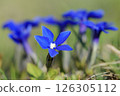 Image of purple flowers among greenery in spring. 126305112