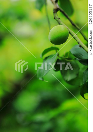 Blue plum fruit Blue plum fruit 126305157