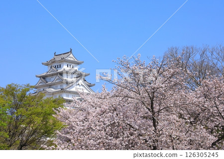 姬路城和櫻花盛開 126305245