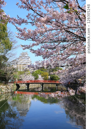 姬路城和櫻花盛開 姬路城和櫻花盛開 126305248