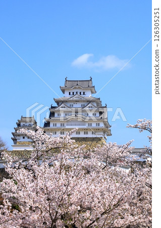 Himeji Castle and cherry blossoms in full bloom 126305251