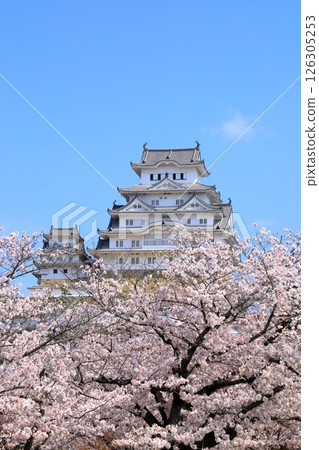 Himeji Castle and cherry blossoms in full bloom 126305253