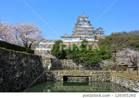 Himeji Castle and cherry blossoms in full bloom 126305268