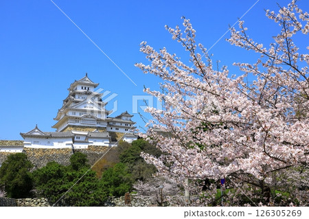 Himeji Castle and cherry blossoms in full bloom 126305269