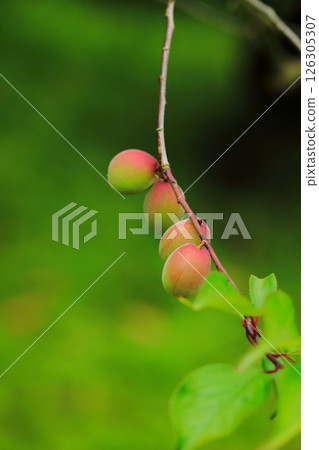 Colored plum fruit Colored plum fruit 126305307