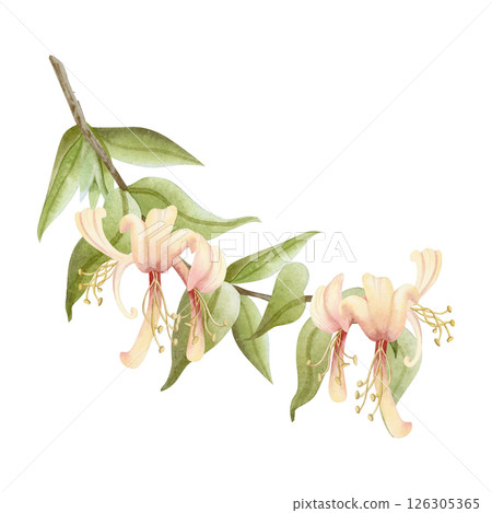Watercolor blooming honeysuckle branch illustration isolated on white. Elegant yellow and pink spring flowers with green leaves for summer garden floral designs and fragrant goods. Vine liana plants 126305365