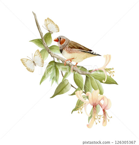 Garden songbird on honeysuckle branch with butterflies watercolor illustration isolated on white. Realistic zebra finch in pastel yellow flowers clip art in beige, brown and green. Tiny bird drawing Garden songbird on honeysuckle branch with butterflies watercolor illustration isolated on white. Realistic zebra finch in pastel yellow flowers clip art in beige, brown and green. Tiny bird drawing 126305367