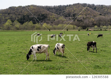 Early spring ranch 126305588