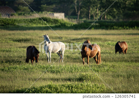 草地上的純種 126305741