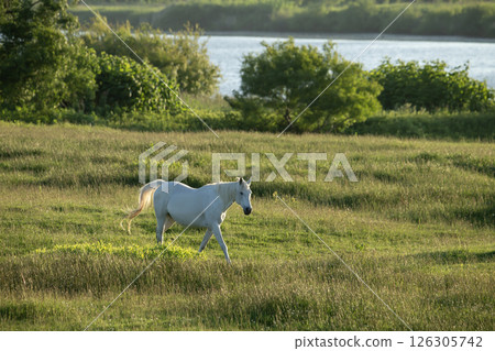 草地上的純種 126305742