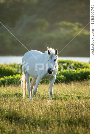 Thoroughbreds on the Plains Thoroughbreds on the Plains 126305743