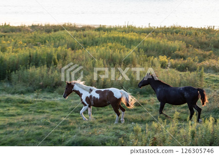 草地上的純種 126305746