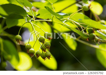 Juneberry tree with blue berries Juneberry tree with blue berries 126305792